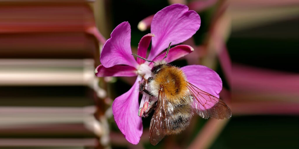 Das Foto zeigt eine Ackerhummel Arbeiterin