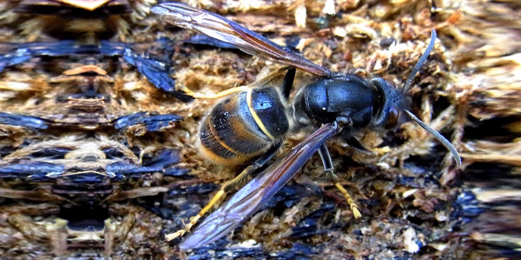Das Foto zeigt eine Asiatische Hornisse