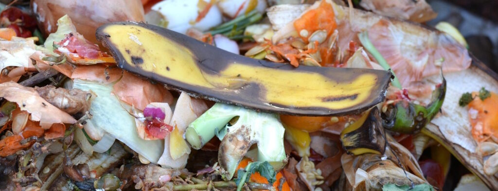 Das Foto zeigt eine leere Bananenschale auf dem Komposthaufen