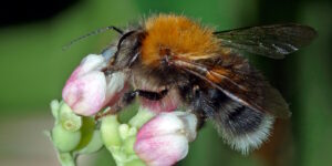 Das Foto zeigt eine Baumhummel