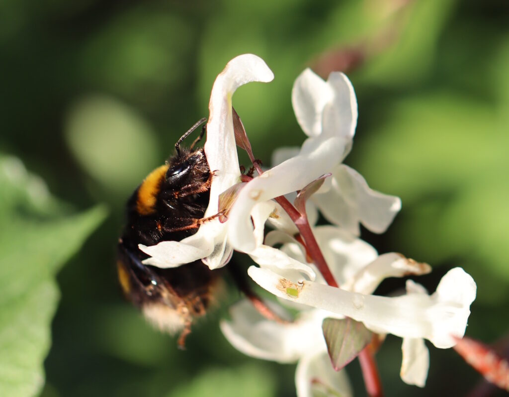Das Foto zeigt eine Hummel auf einer weißen Lerchenspornblüte