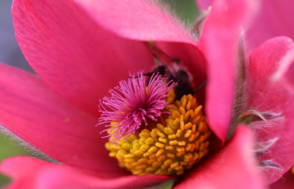 Das Foto zeigt den Stempel einer Blüte