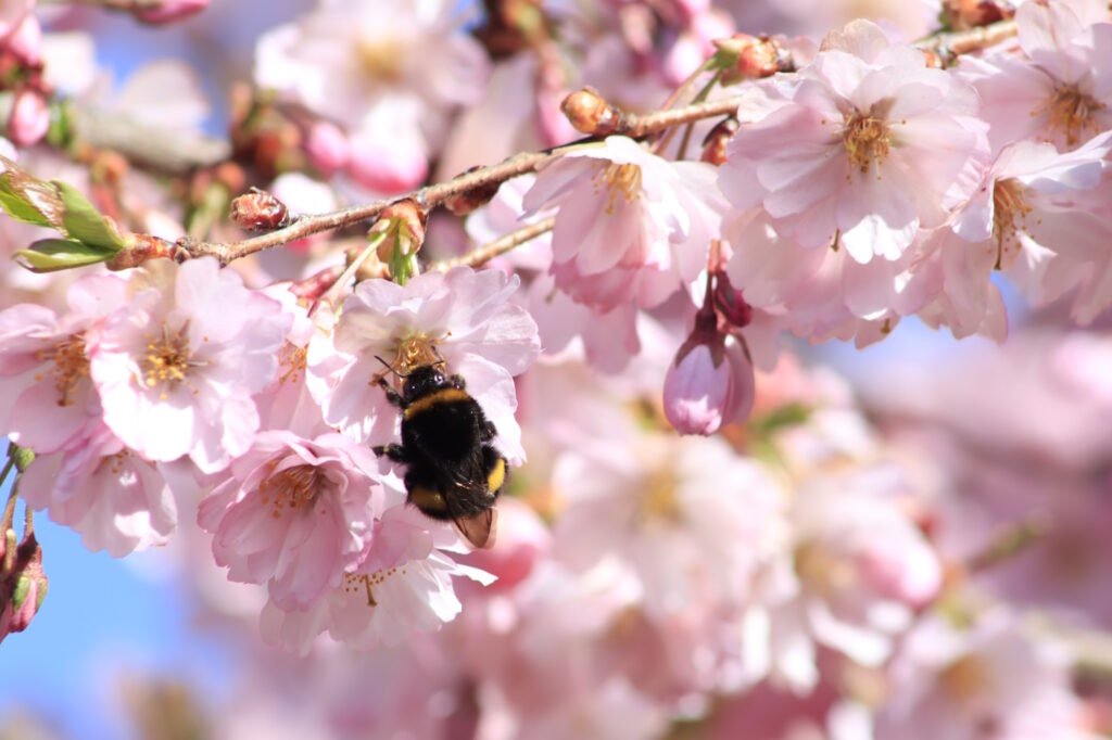Das Foto zeigt eine Hummel in einem Zierkirschbaum