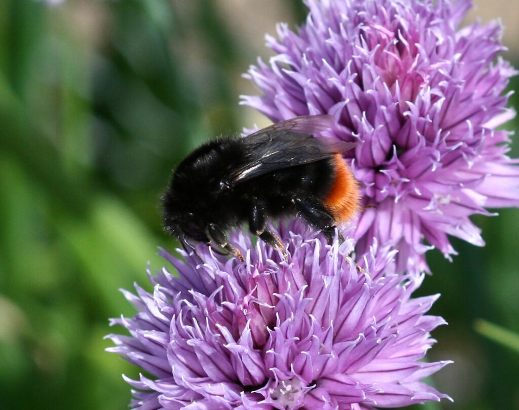 Das Foto zeigt eine Bombus Lapidarius