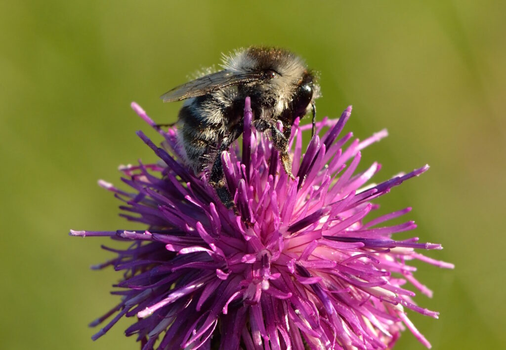 Das Foto zeigt eine Sandhummel auf einer Blüte