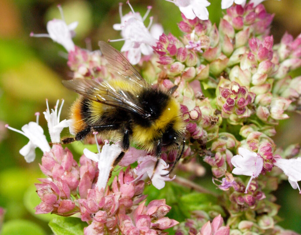Das Foto zeigt eine Distelhummel auf einer Blume