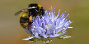 Das Foto zeigt eine Distelhummel