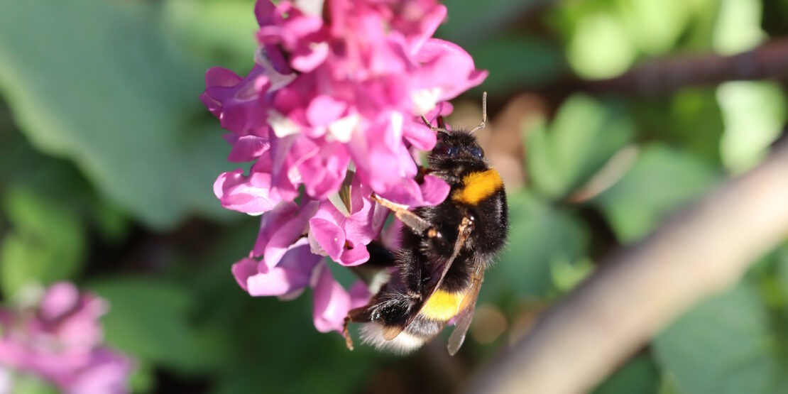 Das Foto zeigt eine Dunkle Erdhummel an einer Blüte