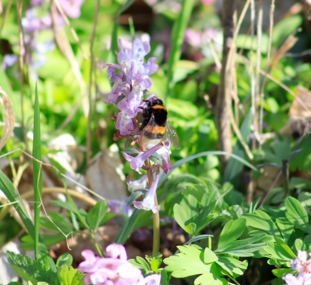 Das Foto zeigt eine Dunkle Erdhummel, die an einer Blüte Nektar saugt