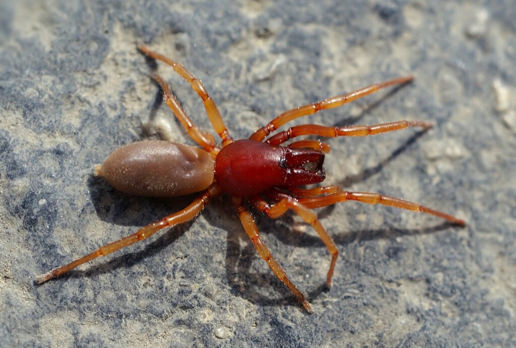 Das Foto zeigt die Spinne "Dysdera Crocata"