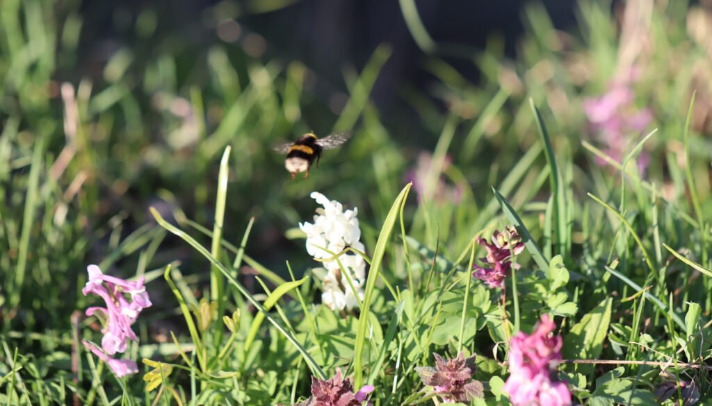 Das Foto zeigt eine fliegende Helle Erdhummel