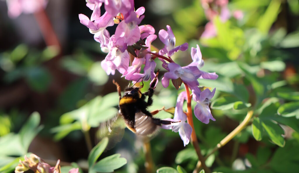 Das Foto zeigt eine Hummel, die schnell mit den Flügeln schlägt