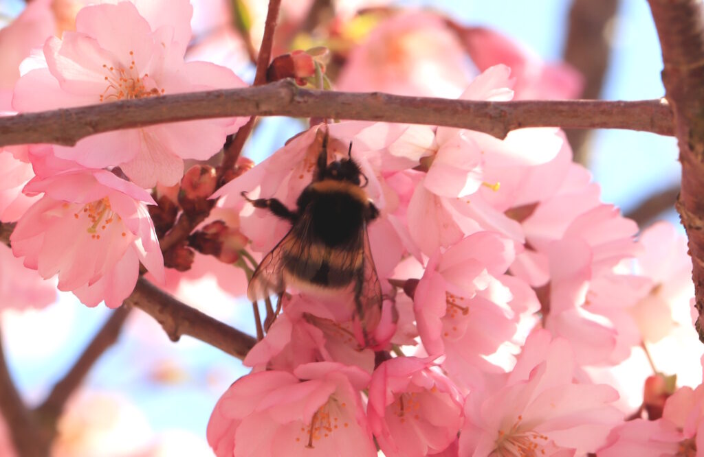 Das Foto zeigt eine Erdhummel