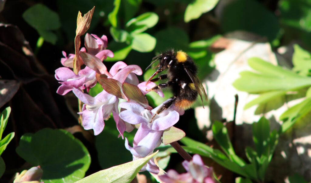 Das Foto zeigt eine Hummel auf einer Blüte. Man erkennt den Rüssel, die Haare und auch Pollen auf den Beinen