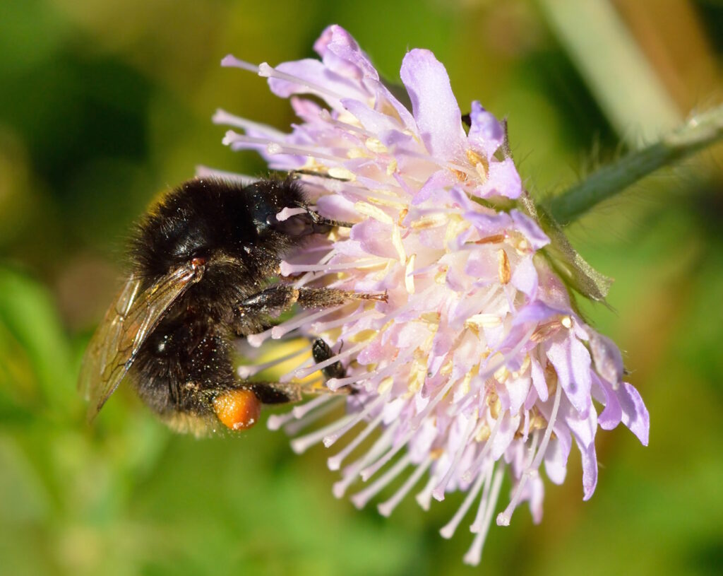 Das Foto zeigt eine Glockenblumen Hummel