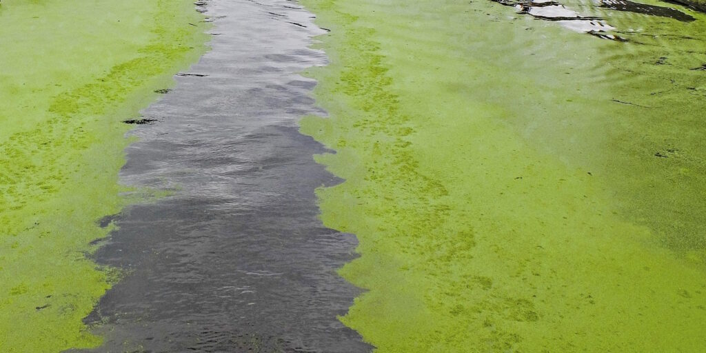 Das Foto zeigt Grünalgen in einem Fluss