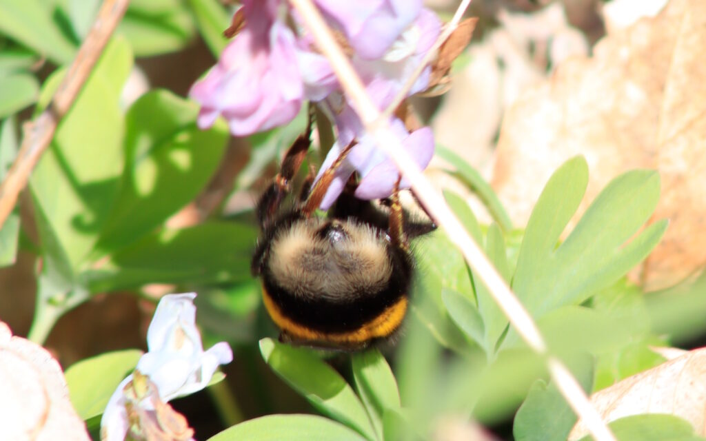 Das Foto zeigt den Hinterleib einer Dunklen Erdhummel