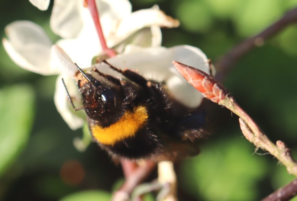 Das Foto zeigt eine Erdhummel an einer weißen Blüte