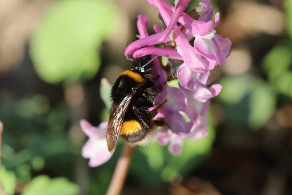 Das Foto zeigt eine Hummel auf einer rosafarbenen Blüte