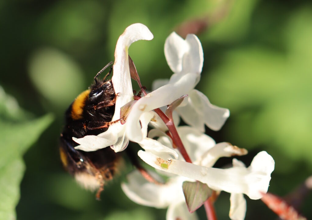 Das Foto zeigt eine Erdhummel, die sich an einer weißen Blüte festhält