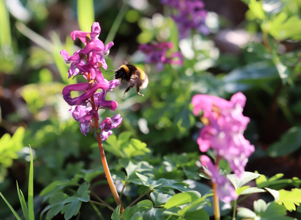 Das Foto zeigt eine Hummel, die auf einer Blüte landet