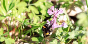 Das Foto zeigt eine Hummel, die Nektar saugt
