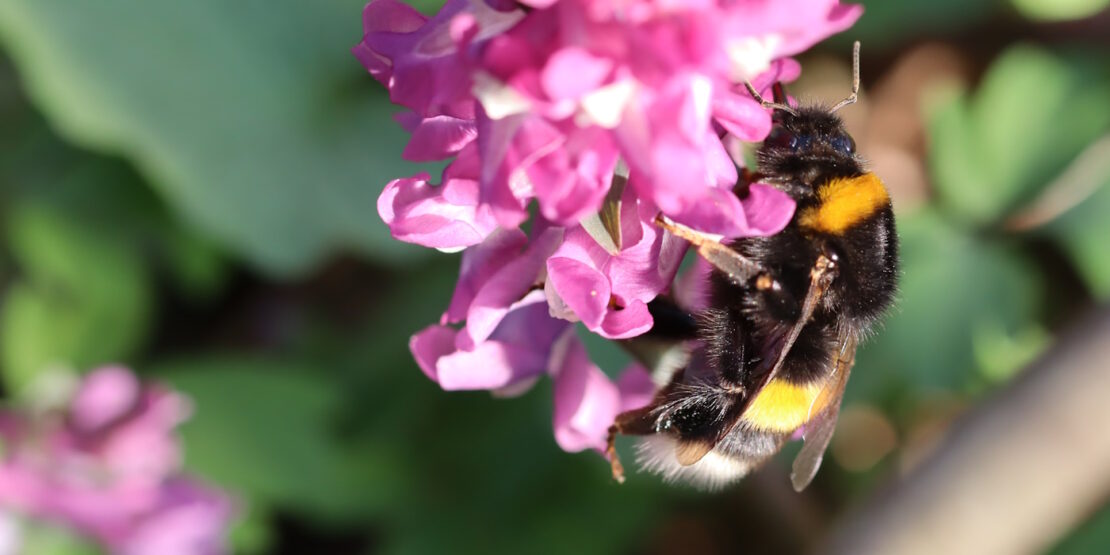 Das Foto zeigt eine Hummel auf einer Blüte