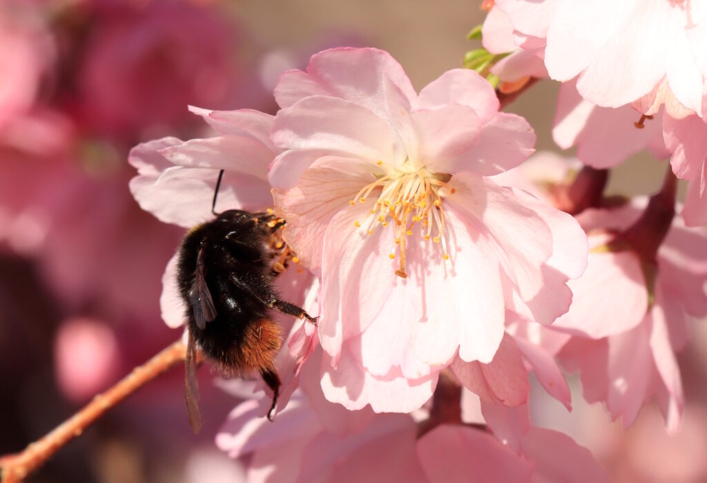 Das Foto zeigt eine Hummel-Jungkönigin