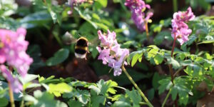 Das Foto zeigt eine Helle Erdhummel-Königin die zwischen Blumen fliegt
