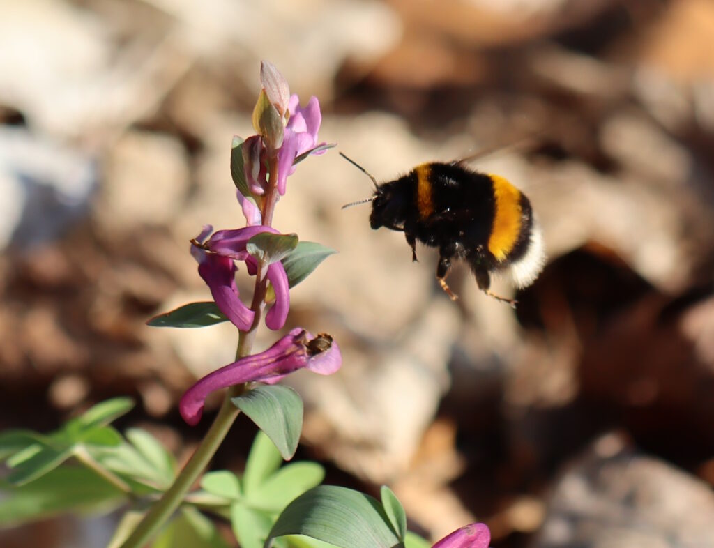 Das Foto zeigt eine Hummel-Jungkönigin