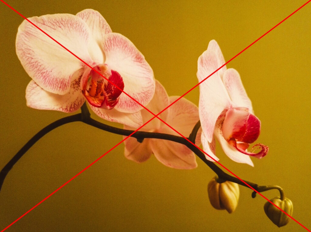 Das Foto zeigt eine Orchidee. Das Foto ist mit einem roten Kreuz durchkreuzt.