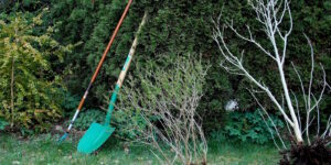 Das Foto zeigt eine Hacke und eine Schafel die an einer Hecke lehnen