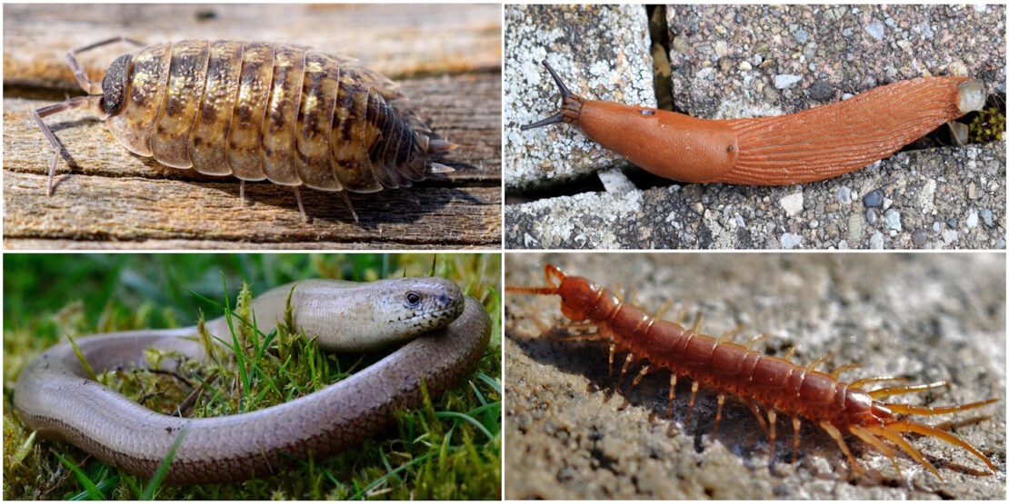 Das Foto zeigt eine Kellerassel, eine Nacktschnecke, eine Blindschleiche und einen Tausendfüssler