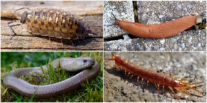 Das Foto zeigt eine Kellerassel, eine Nacktschnecke, eine Blindschleiche und einen Tausendfüssler