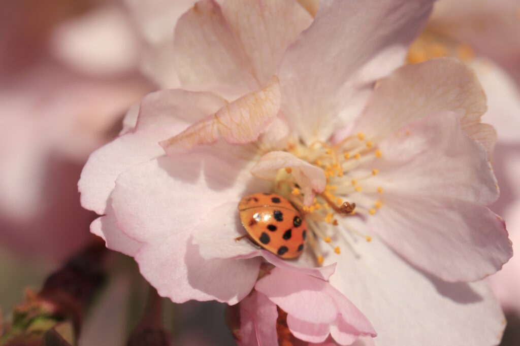 Das Foto zeigt einen Marienkäfer auf einer Zierkirschen-Blüte
