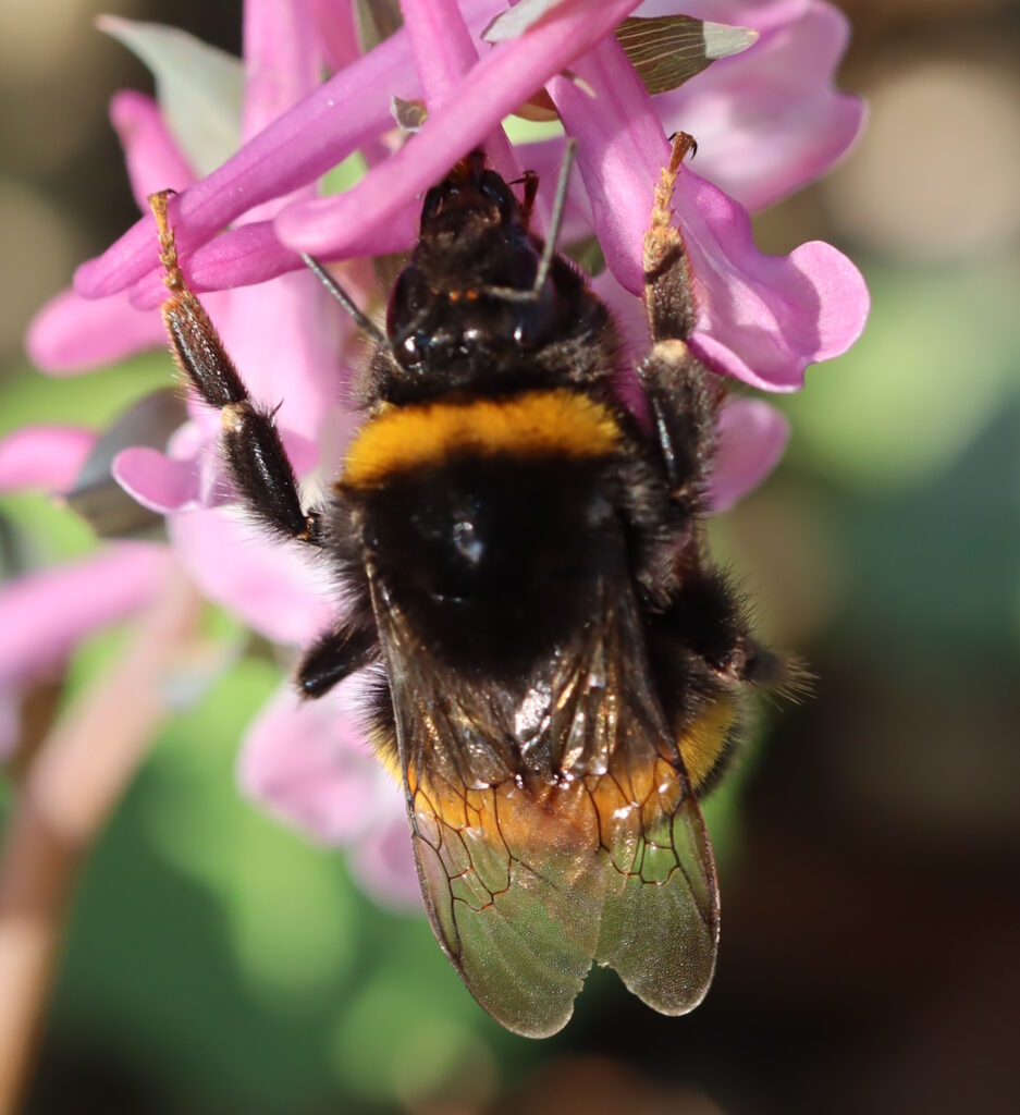 Das Foto zeigt eine Nahaufnahme der Hellen Erdhummel