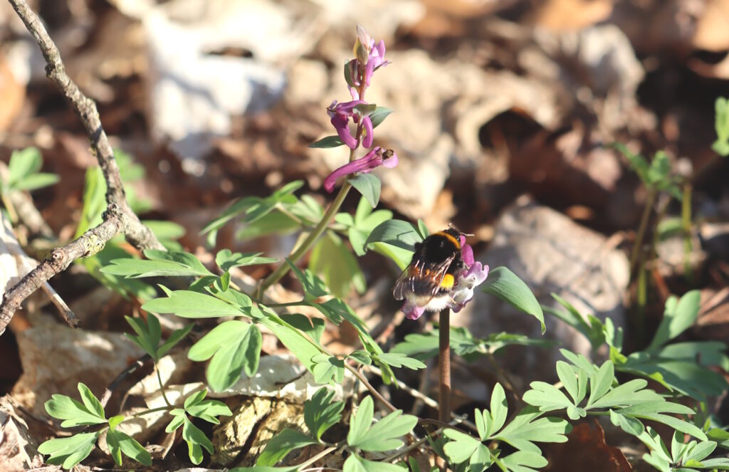 Das Foto zeigt eine Dunkle Erdhummel an einer Blüte