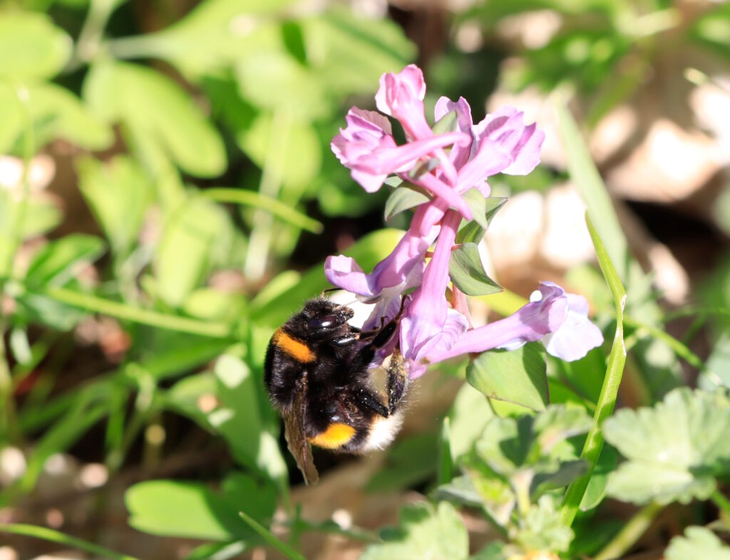 Das Foto zeigt eine Dunkle Erdhummel, an deren Fell Blütenstaub hängt