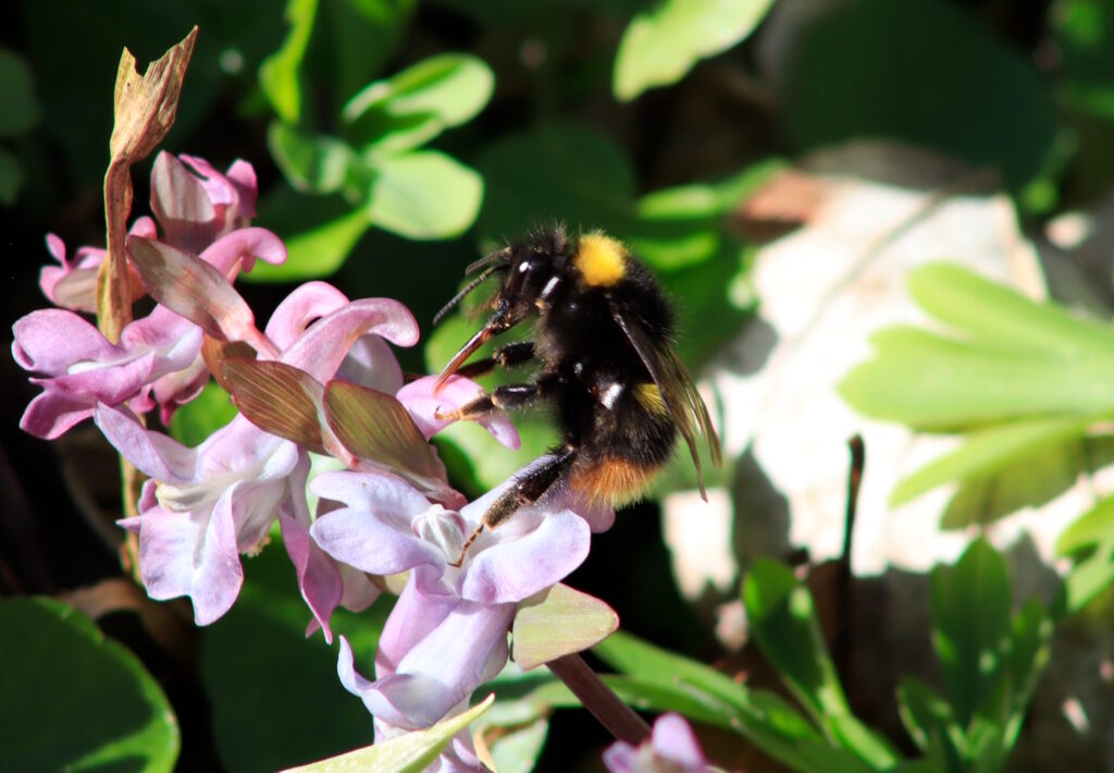 Das Foto zeigt eine Hummel, die Pollen an einer Blüte sammelt