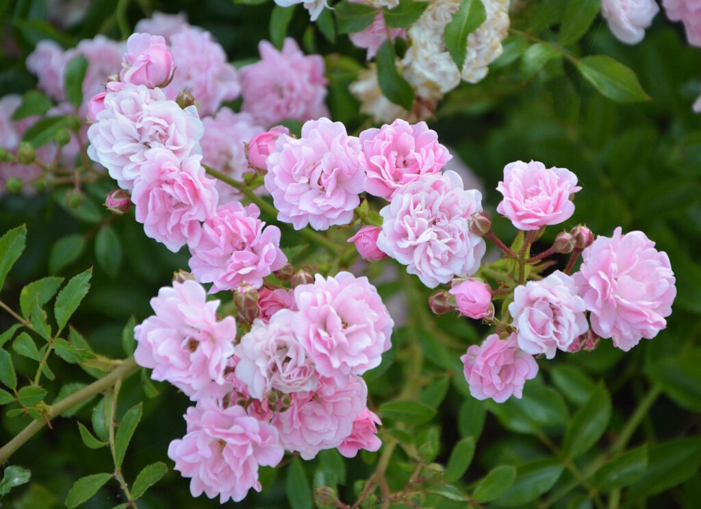 Das Foto zeigt einen rosafarbenen Rosenstrauch