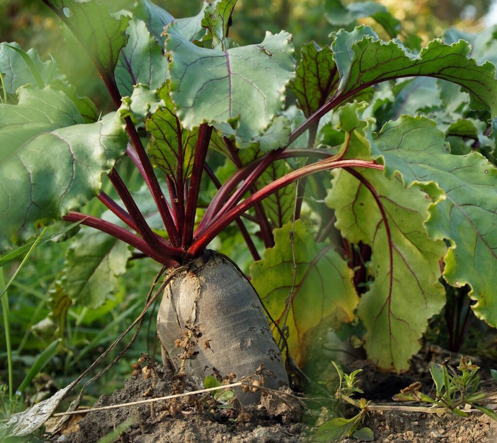 Das Foto zeigt Rote Beete