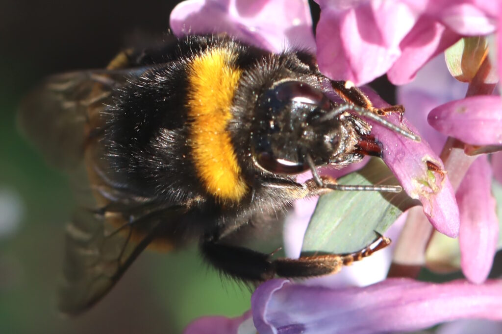 Das Foto zeigt den Rüssel einer Hellen Erdhummel
