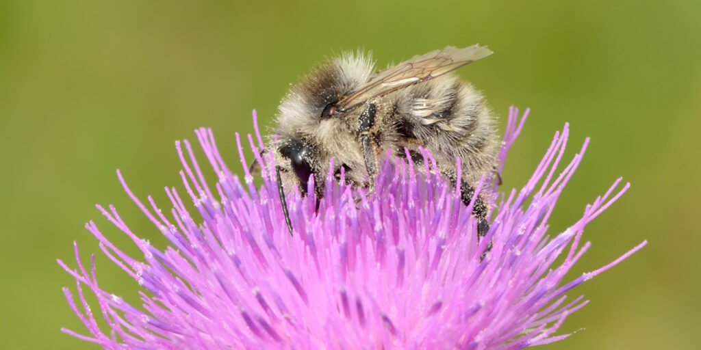 Das Foto zeigt eine Sandhummel