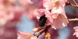 Das Foto zeigt eine Steinhummel auf einer Zierkirschblüte