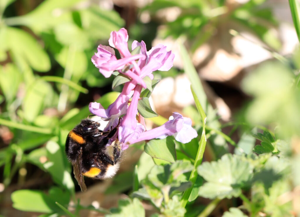 Das Foto zeigt eine Hummel auf einer lilafarbenen Blüte