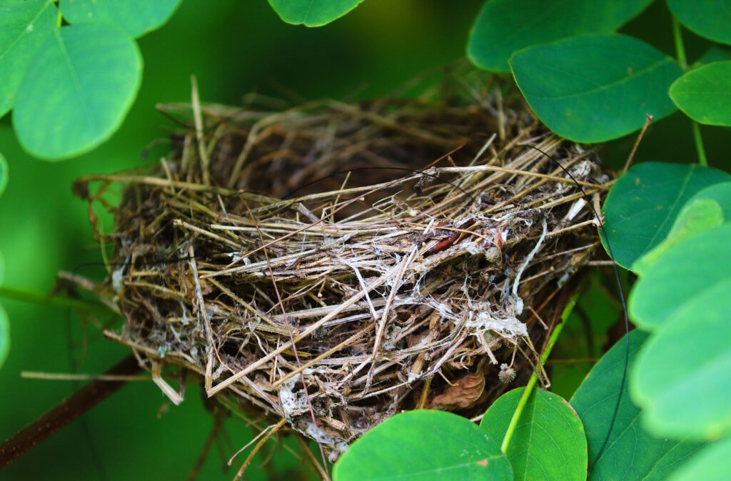Das Foto zeigt ein leeres Vogelnest