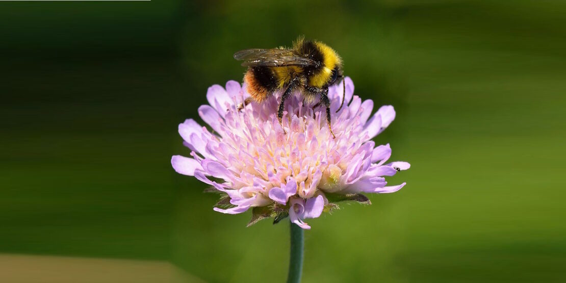 Das Foto zeigt eine Wiesenhummel