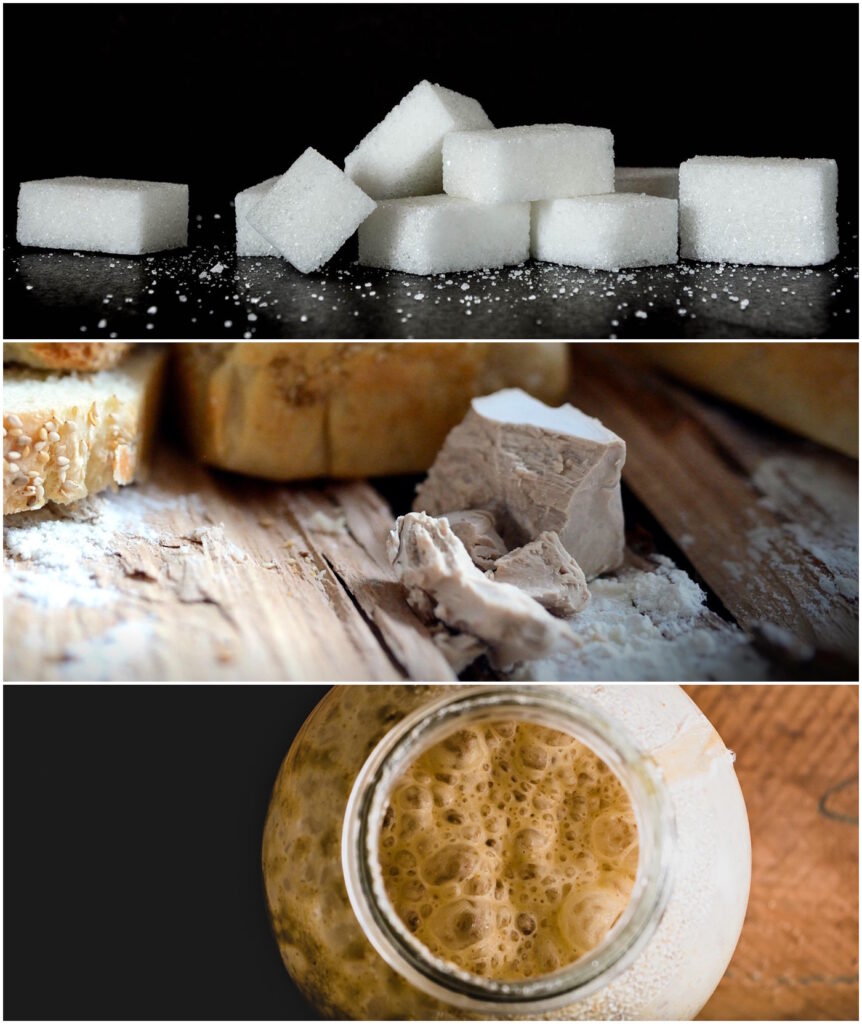 Das Foto zeigt Zuckerwürfel, einen Hefewürfel und ein Glas mit einem blubberndem Inhalt