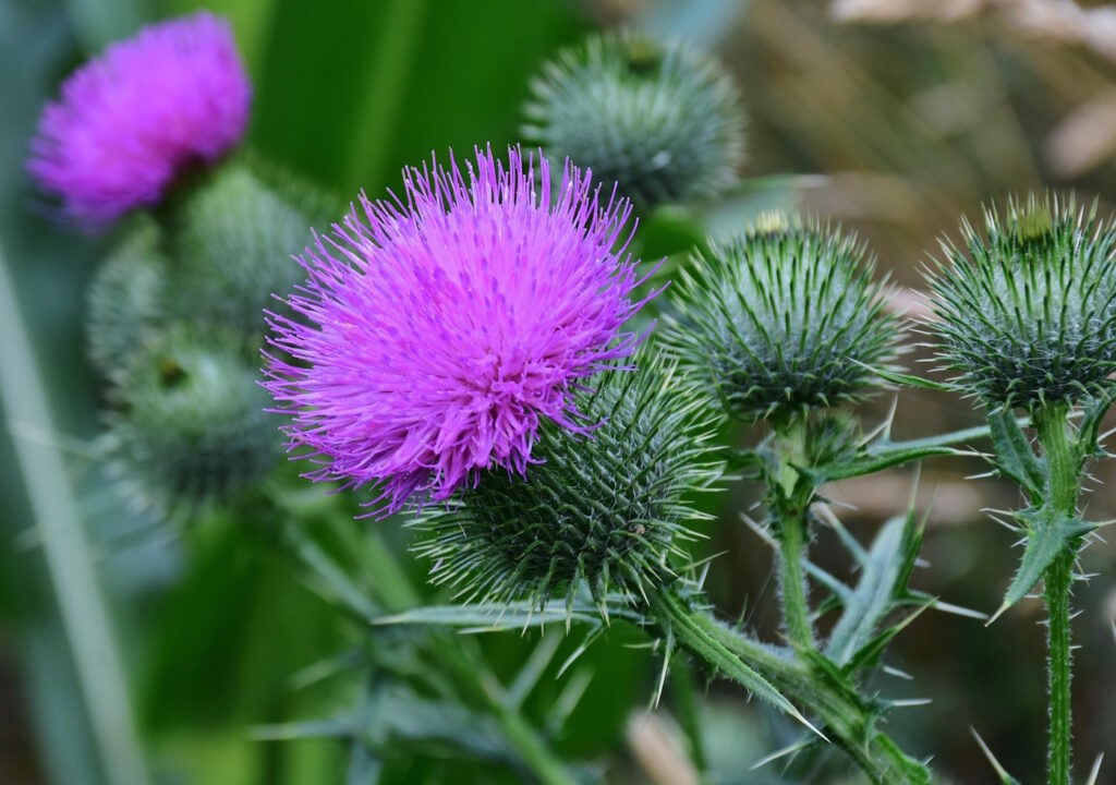 Das Foto zeigt eine Ackerkratzdistel