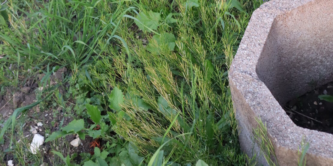 Das Foto zeigt Ackerschachtelhalme im Garten
